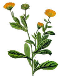 calendula