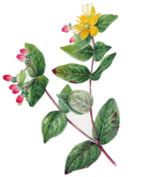 hypericum