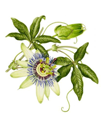 passiflora